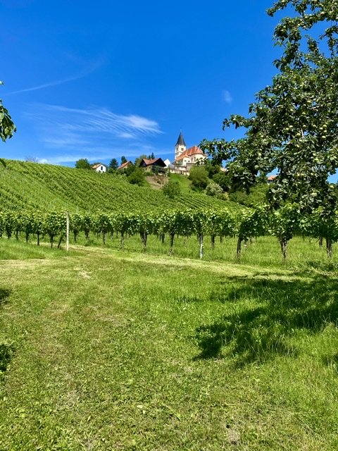 Vineyards St Anna Smile